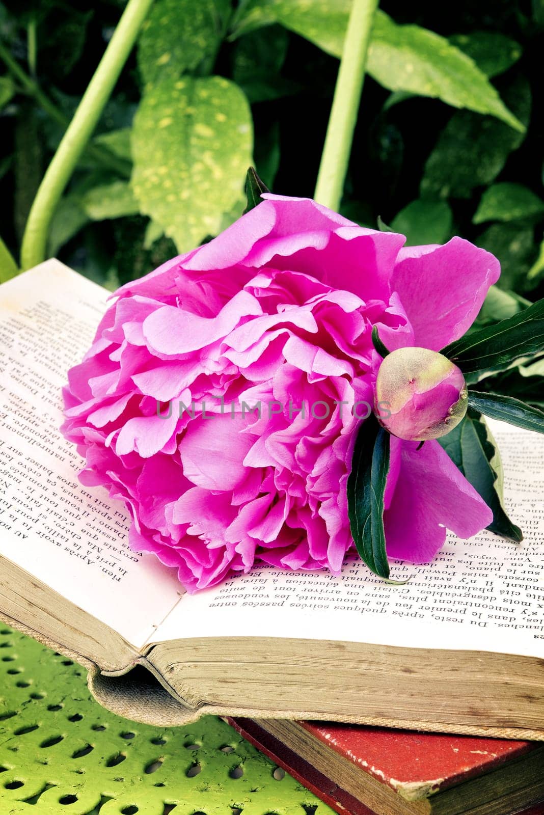 Romantic pink peonies with a old book in the garden