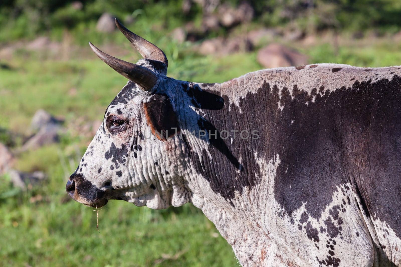 Cows cattle farming animals in open valley fields rural countryside
