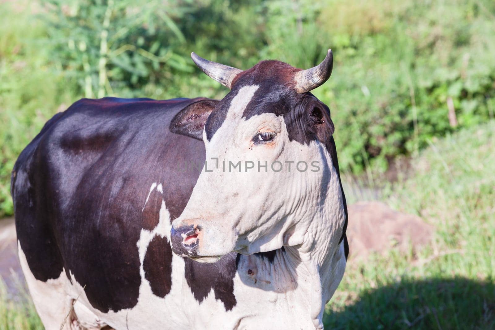 Cows cattle farming animals in open valley fields rural countryside