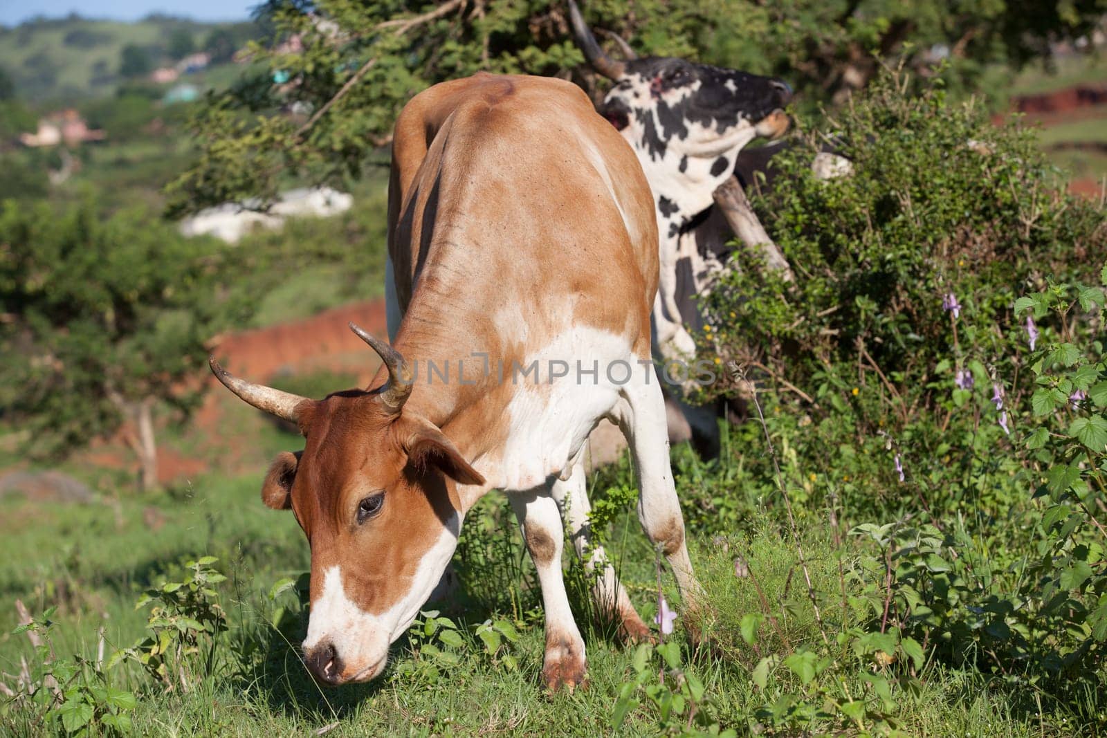 Cows cattle farming animals in open valley fields rural countryside