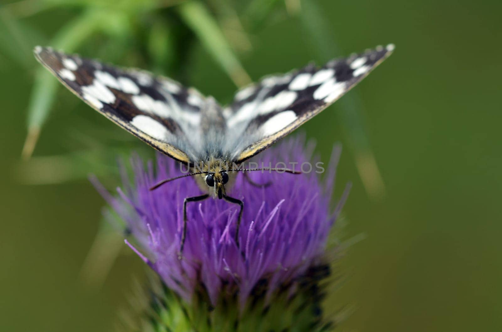 Chessboard Butterfly ( Melanargia galathea )