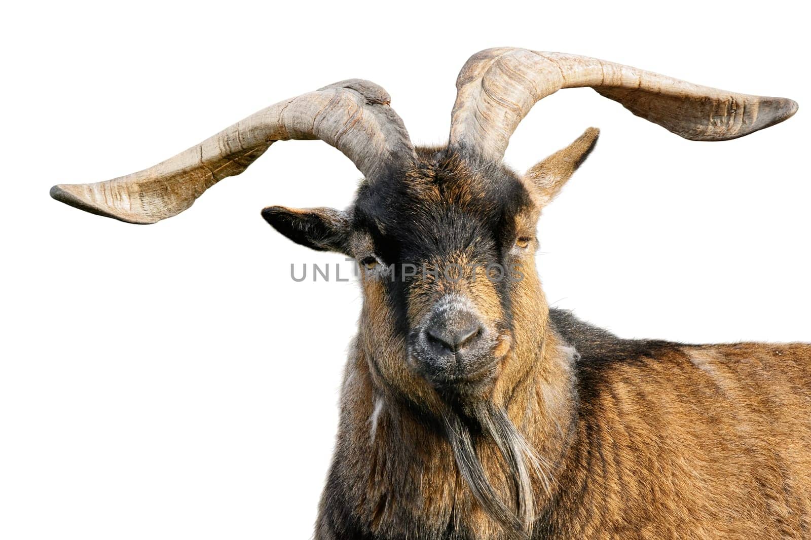 Goat with impressive horns and brown for looking into the camera,isolated on white background