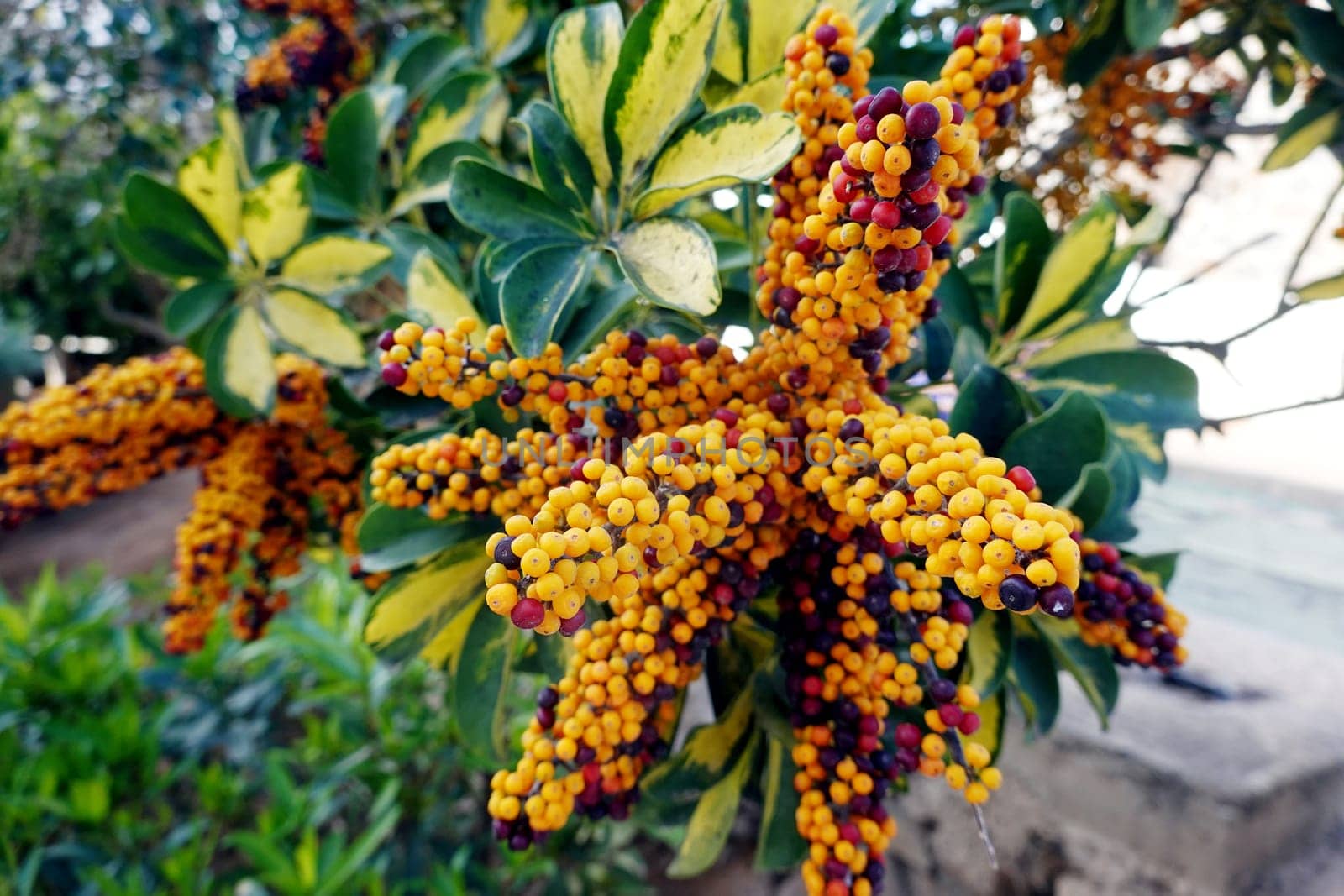 Kleine Strahlenaralie - Schefflera arboricola, Fruchtstand mit Beeren in unterschiedlichem Reifegrad, Grann Canaria, Spanien, San Agustin