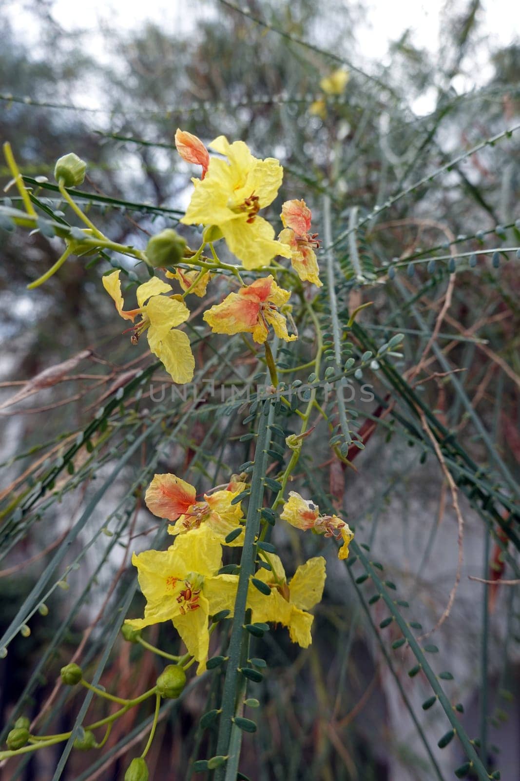 Jerusalemsdorn - Parkinsonia aculeata, Gran Canaria, Spanien, San Agustin