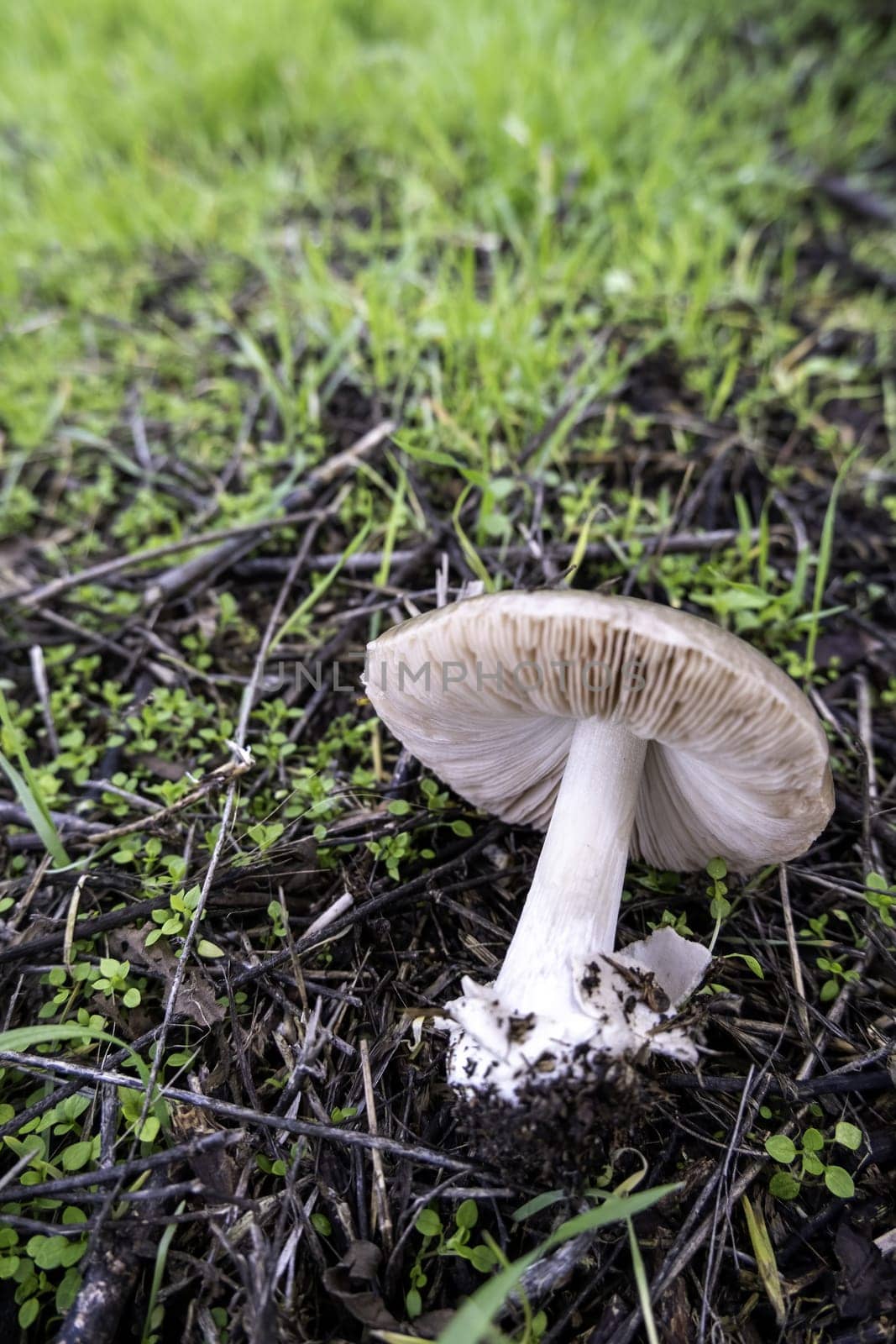Detail of wild mushroom on a cold winter day in a forest in nature, poisonous