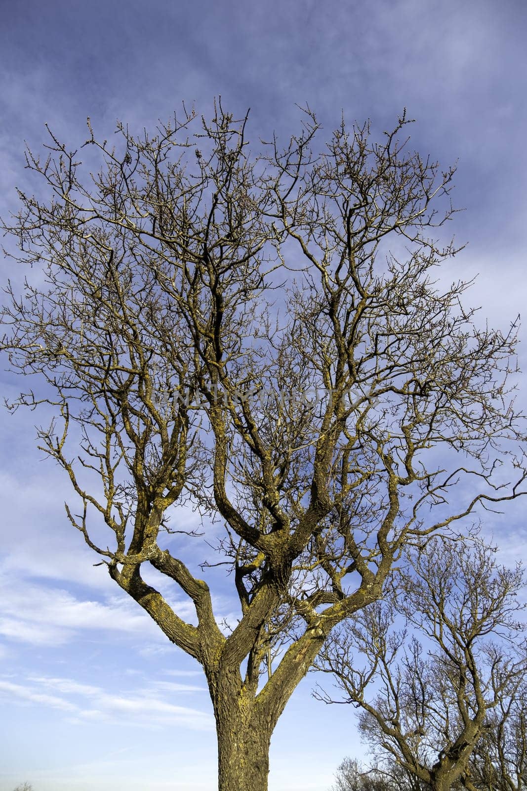 Detail of old dry tree in nature, forest