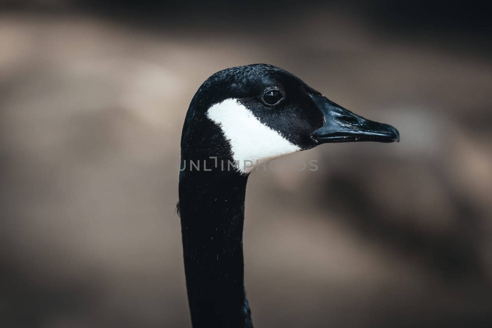 Birds in its natural dwelling