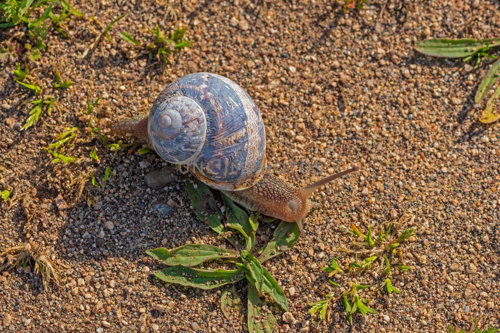 A Lone Snail Wandering the Trail in Point Reyes National Seashore in California