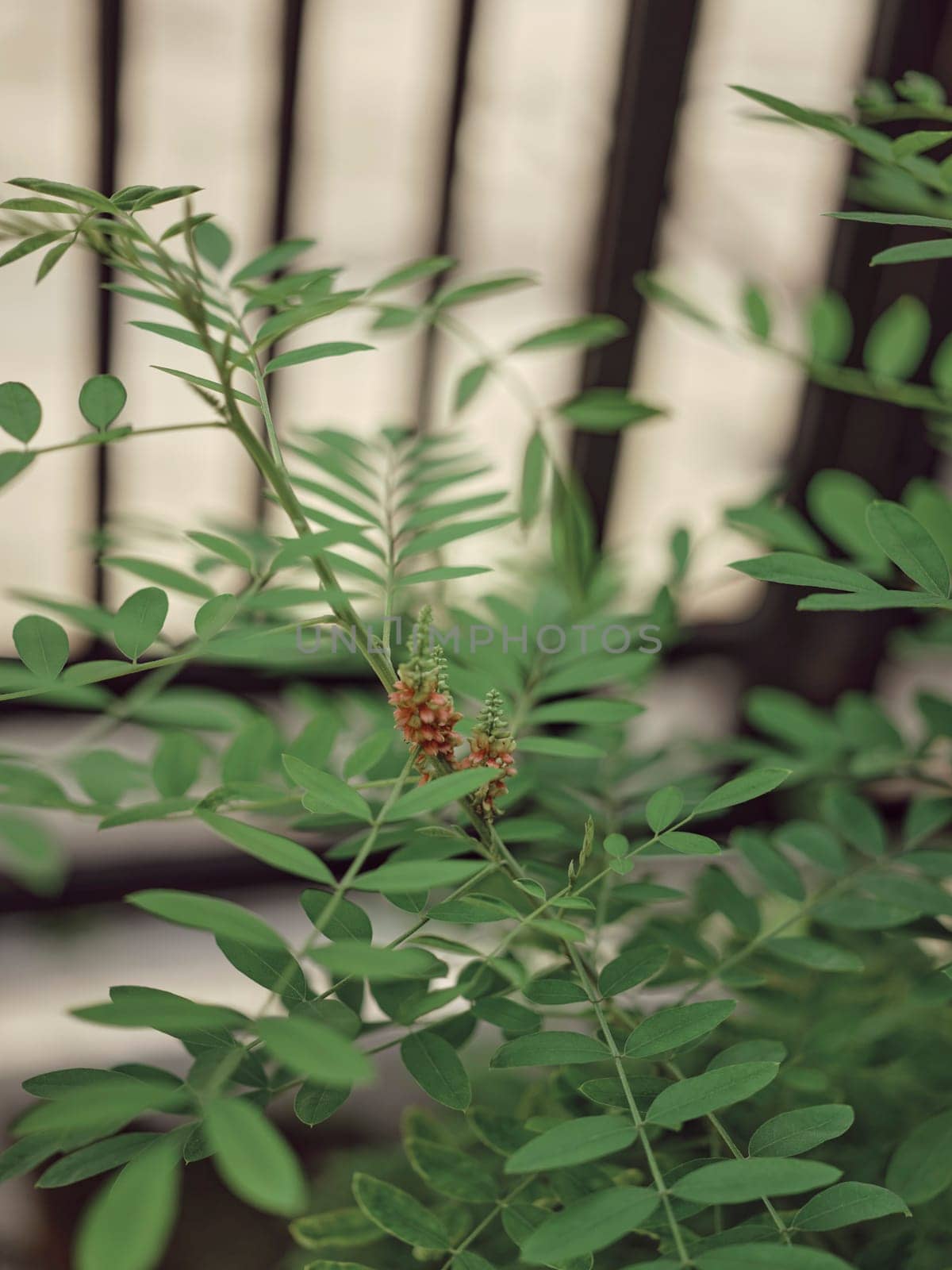 Nature background . Indigofera tinctoria, also called true indigo, is a species of plant from the bean family that was one of the original sources of indigo dye. Concept Nature dye