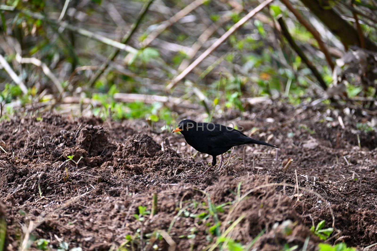 A blackbird ( Turdus merula ) stands in a meadow in the wild