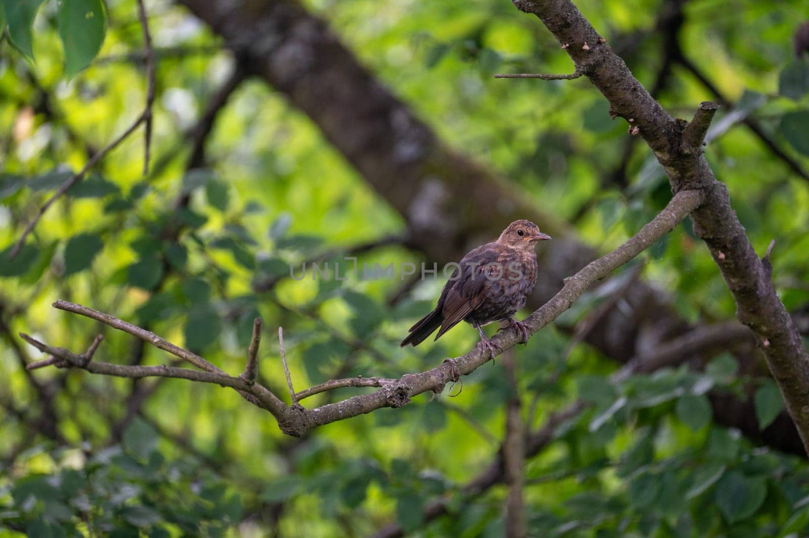 A female blackbird ( Turdus merula ) perches on a branch in a tree in the wild