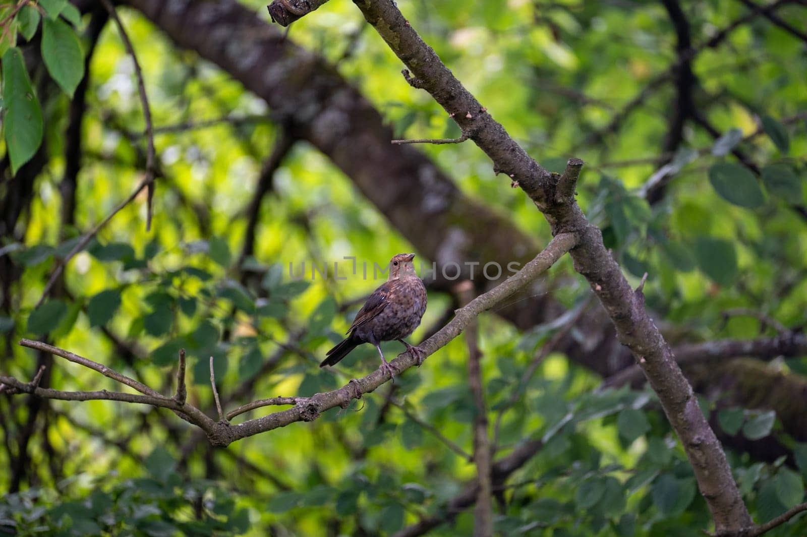 A female blackbird ( Turdus merula ) perches on a branch in a tree in the wild