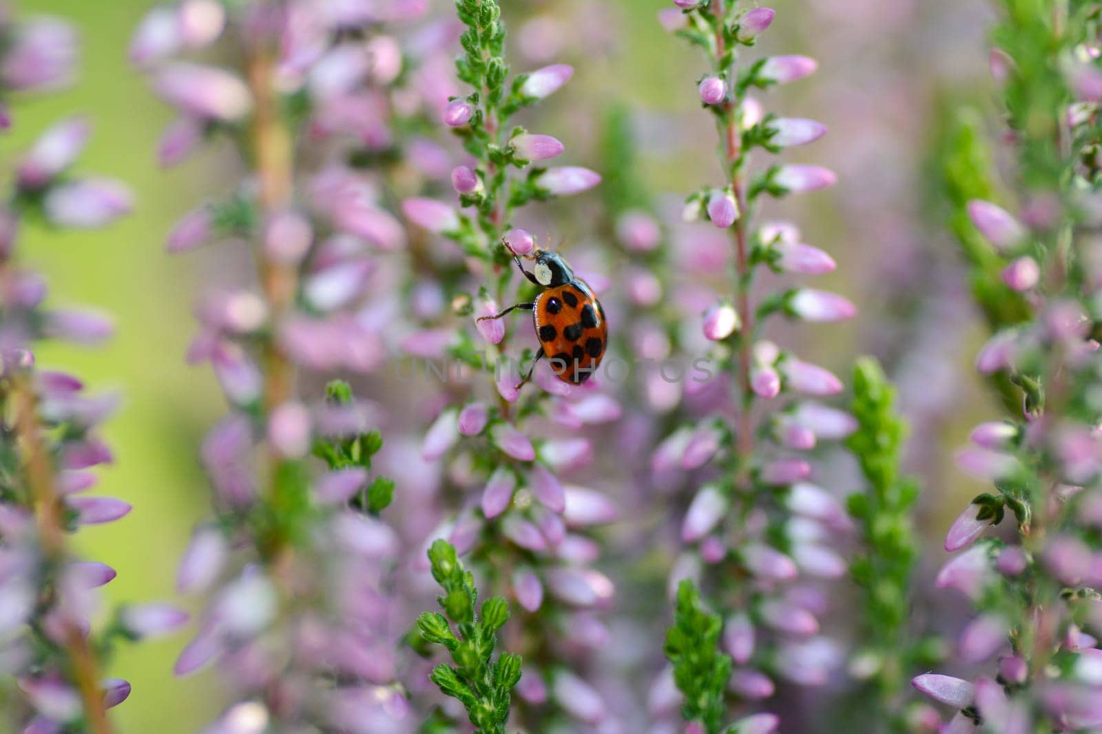A red ladybird (Coccinellidae) on pink flowers of Heather