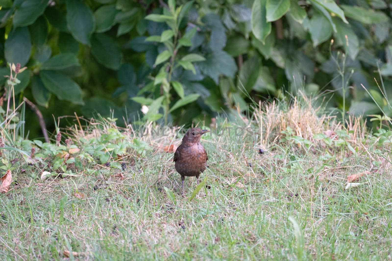 A female blackbird ( Turdus merula ) stands in a meadow in the wild