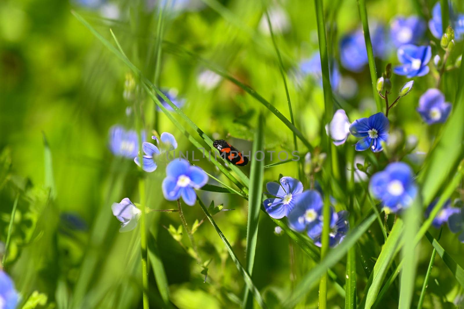 A leafhopper ( Cercopidae ) sits on a plant in a green meadow between blue flowers