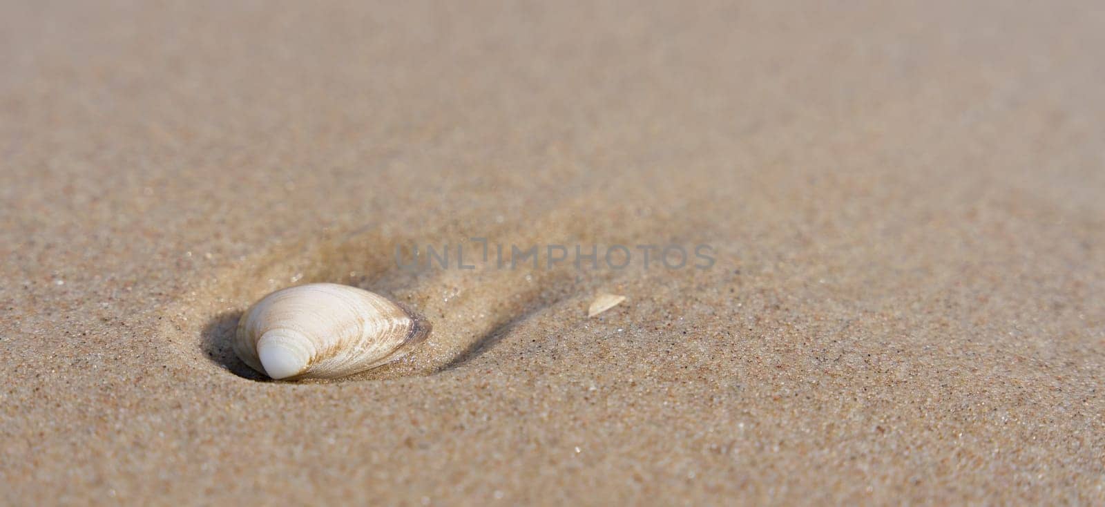 Shell in the sand on the beach of the Polish Baltic coast with place for text