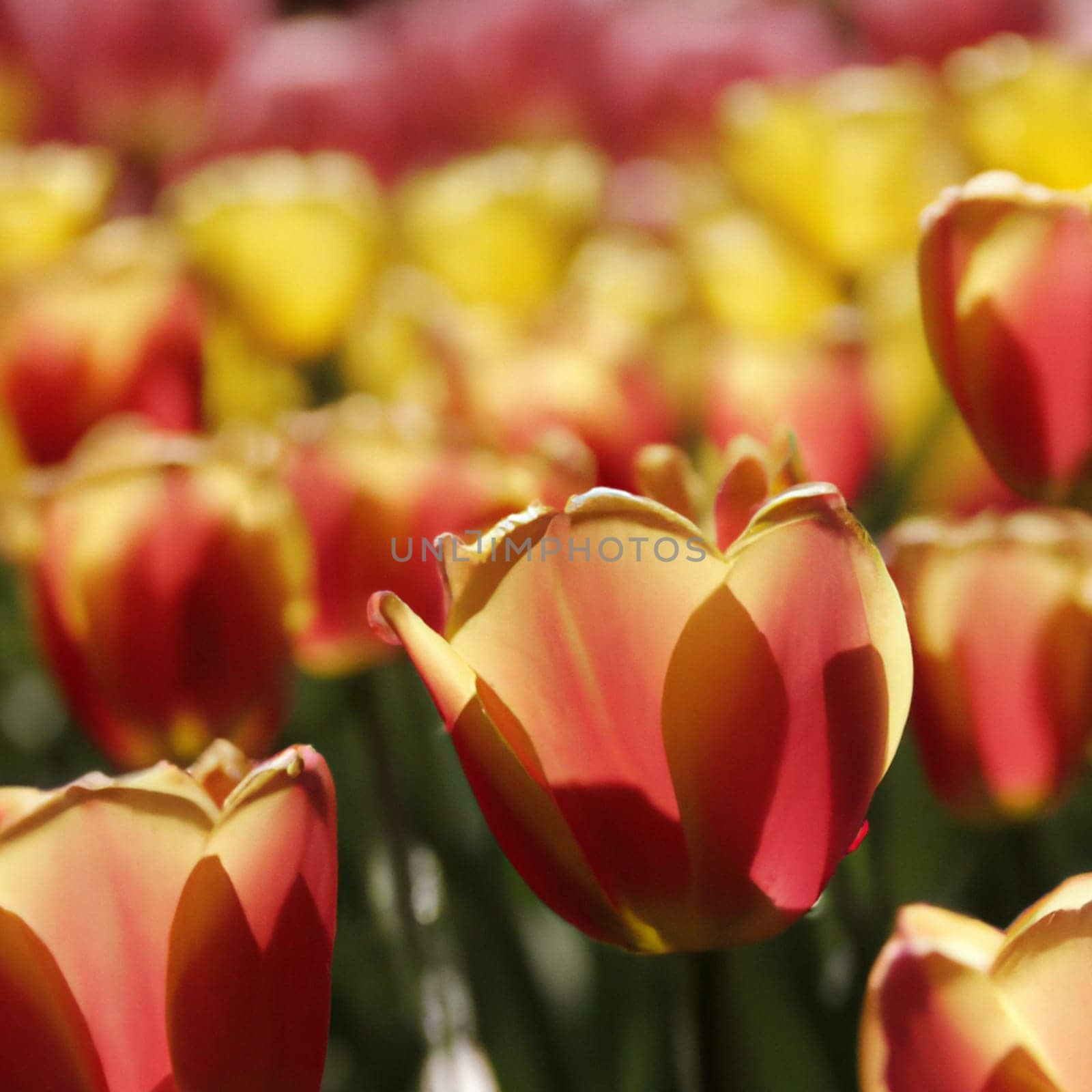tulip Tulipa, bulbous herbs in the lily family Liliaceae. Tulips, garden flowers, cultivars and varieties have been developed. Flowers delicate red yellow. Beautiful buds. Landscaping, flowerbed