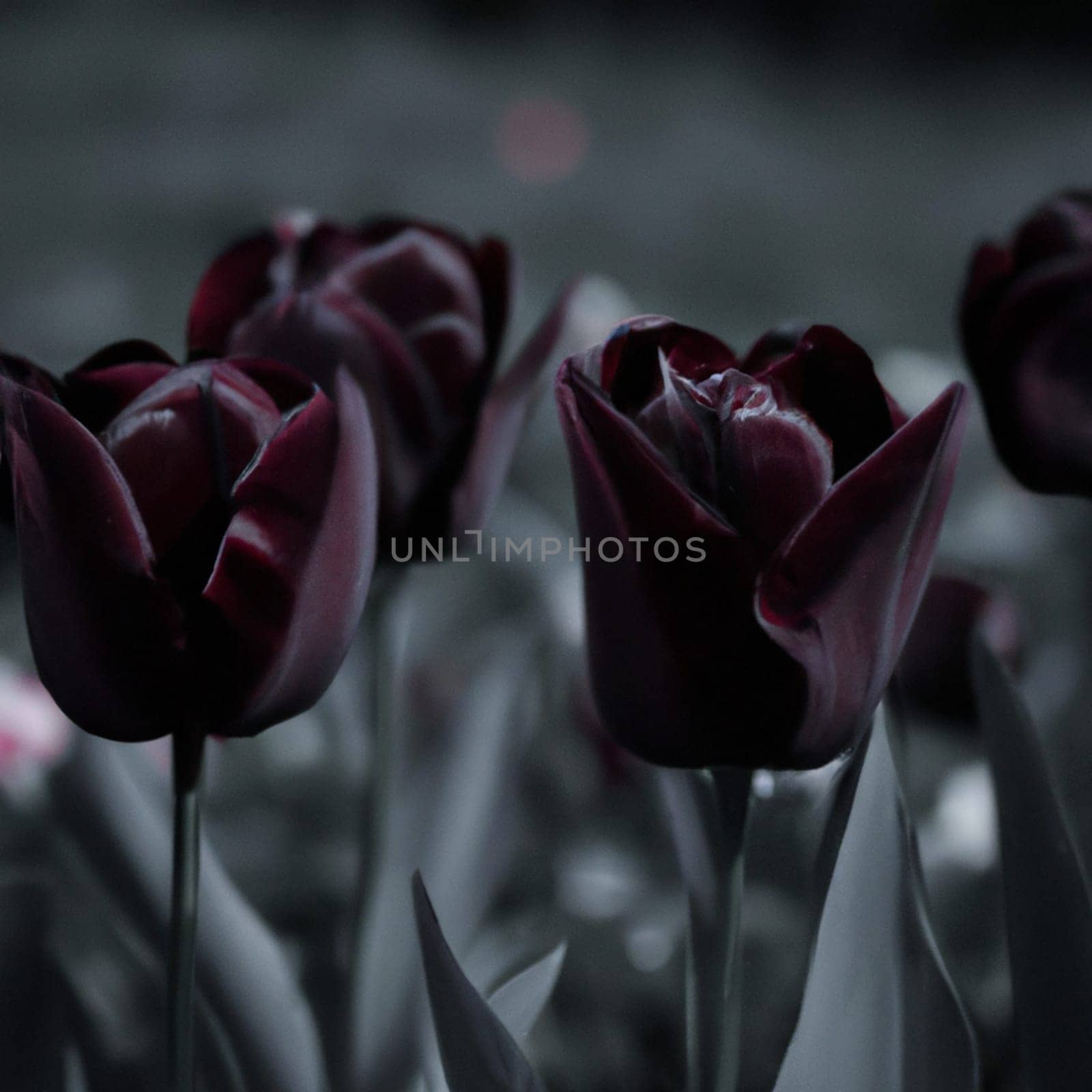 Black tulips. Paul Scherer tulip buds. Selection and tulip mania. Botany, floriculture, horticulture and landscape design. A symbol of memory of soldiers who died in Afghanistan and in other wars
