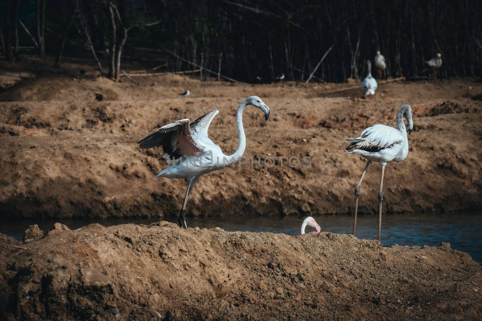 Birds in its natural dwelling