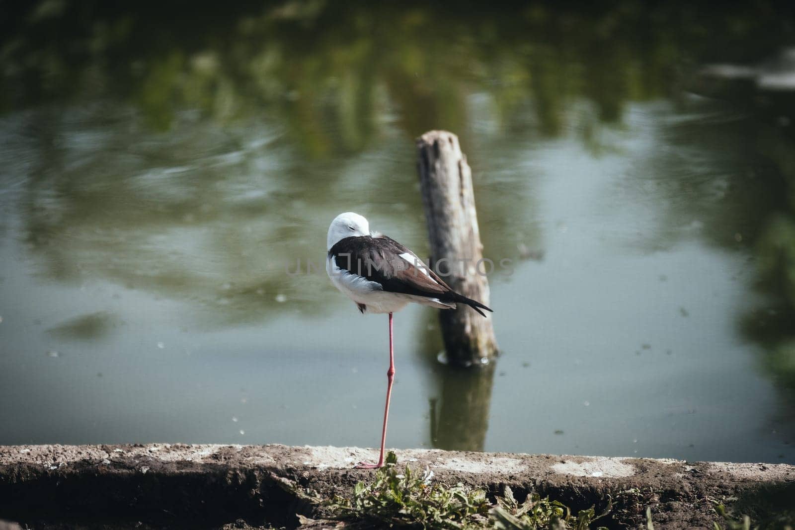 Birds in its natural dwelling