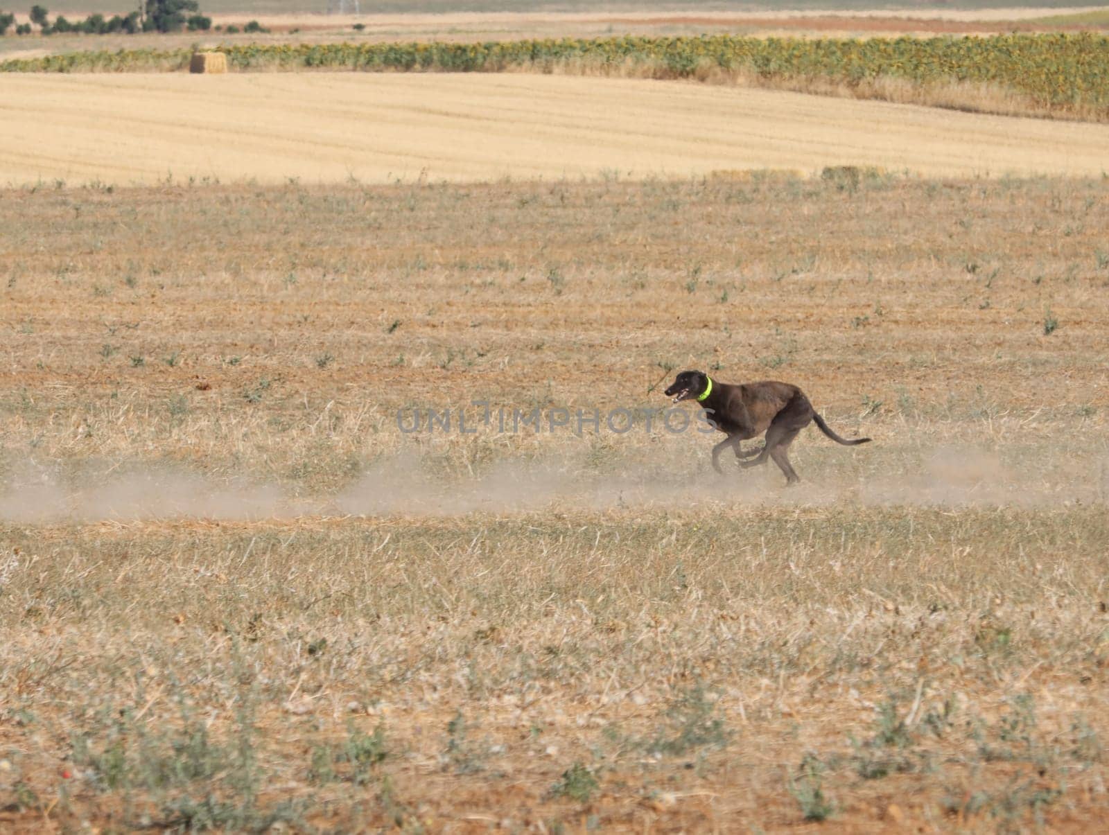 greyhound race fast dog domestic animal field hare hunting