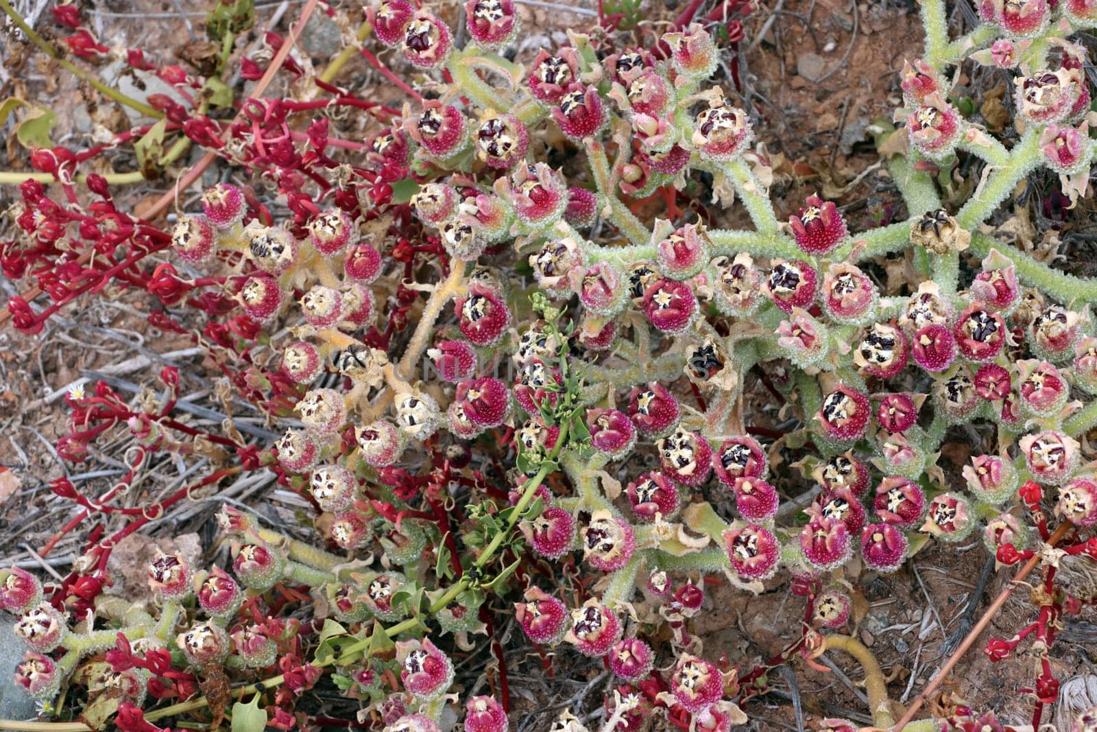 Eiskraut Mesembryanthemum crystallinum, Gran Canaria, Spanien, San Agustin