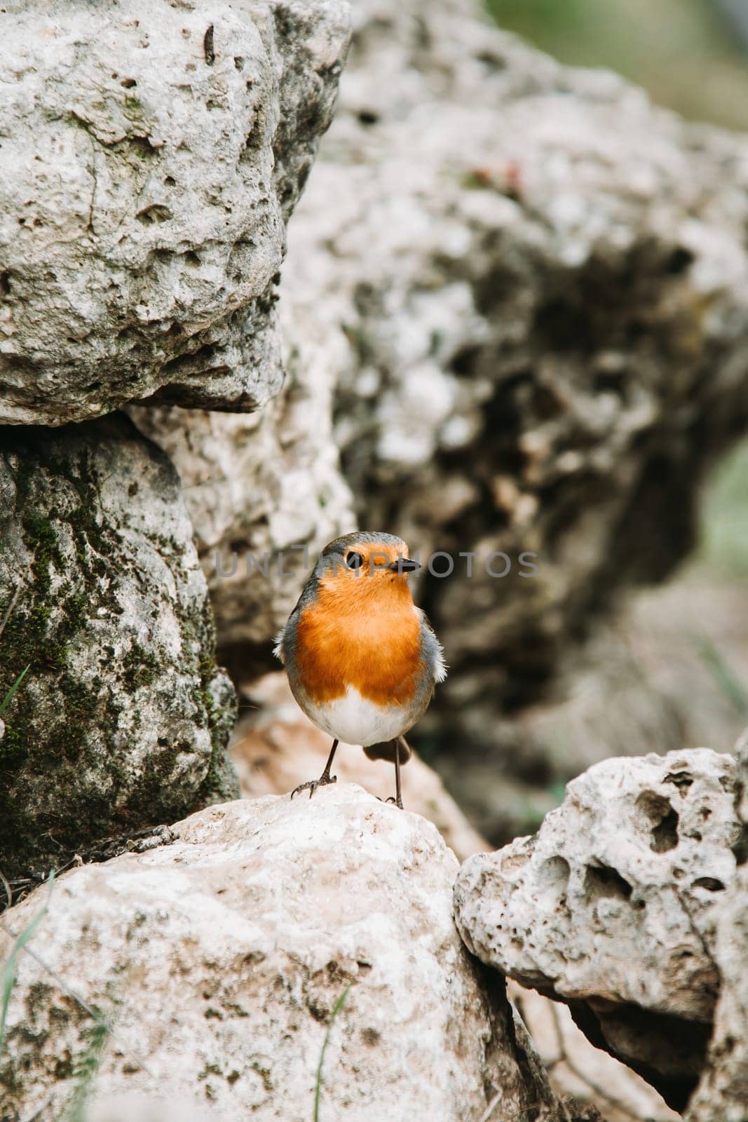 Red Robin (Erithacus rubecula) bird close up in the spring garden