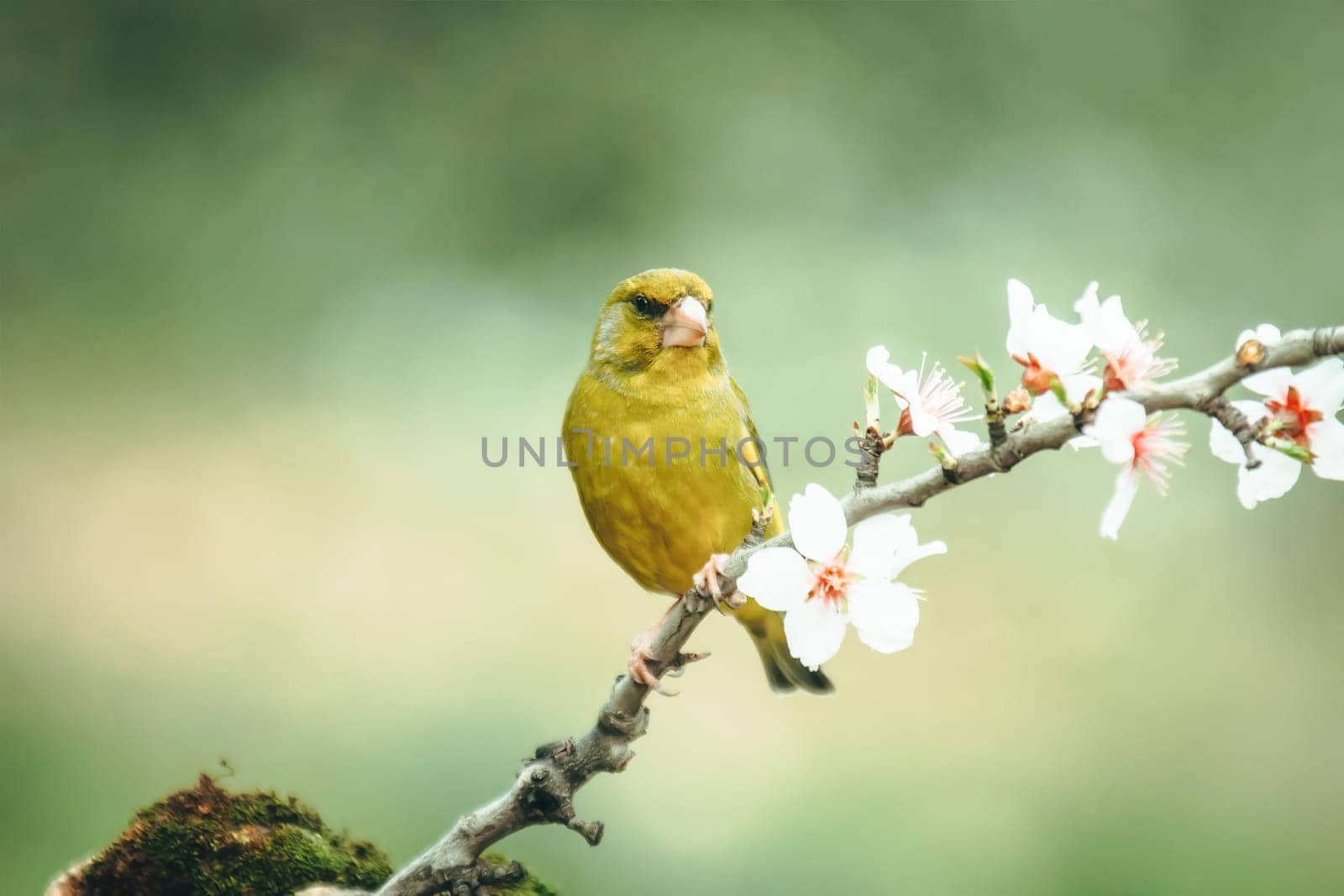 European Greenfinch-The European Greenfinch, or just Greenfinch (Carduelis chloris), is a small passerine bird in the finch family Fringillidae.