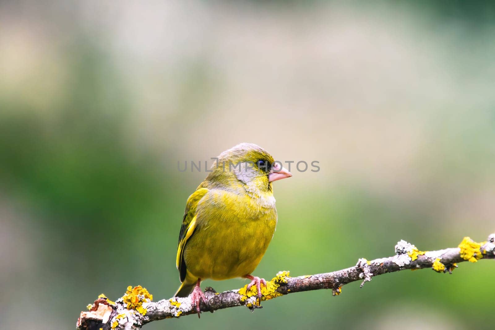 European Greenfinch-The European Greenfinch, or just Greenfinch (Carduelis chloris), is a small passerine bird in the finch family Fringillidae.