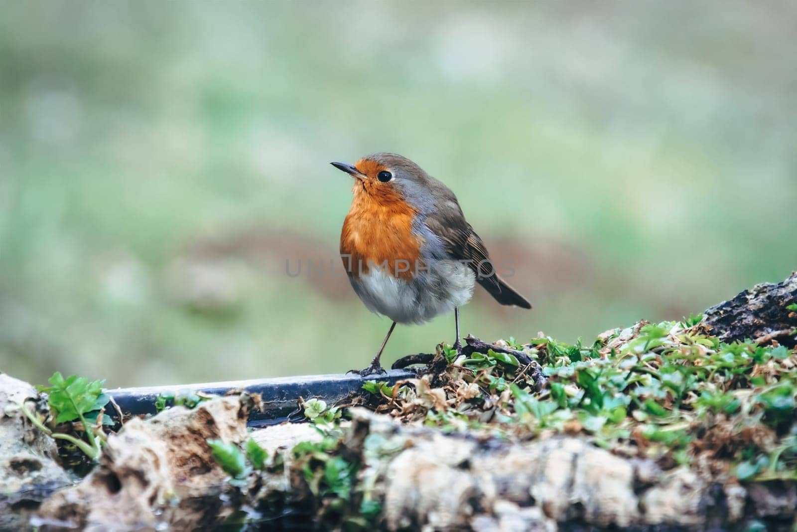 Red Robin (Erithacus rubecula) bird close up in the spring garden