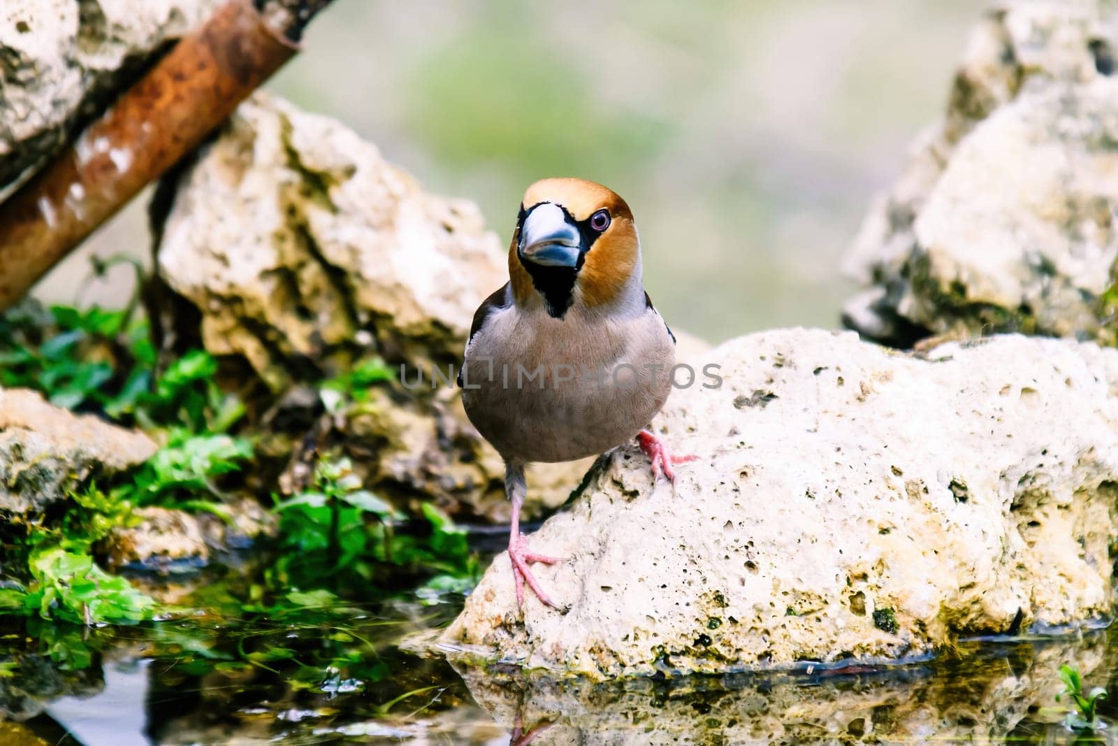 Wild bird hawfinch (Coccothraustes Coccothraustes) sitting on mossy tree stump. Wildlife scenery