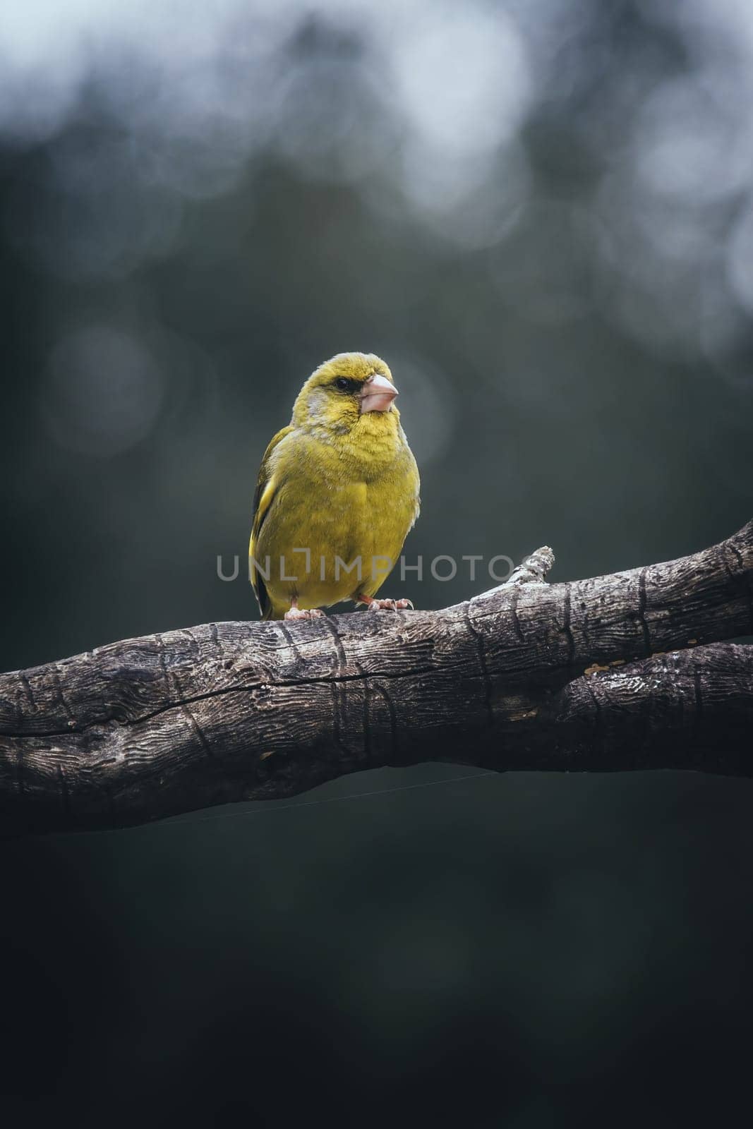 European Greenfinch-The European Greenfinch, or just Greenfinch (Carduelis chloris), is a small passerine bird in the finch family Fringillidae.