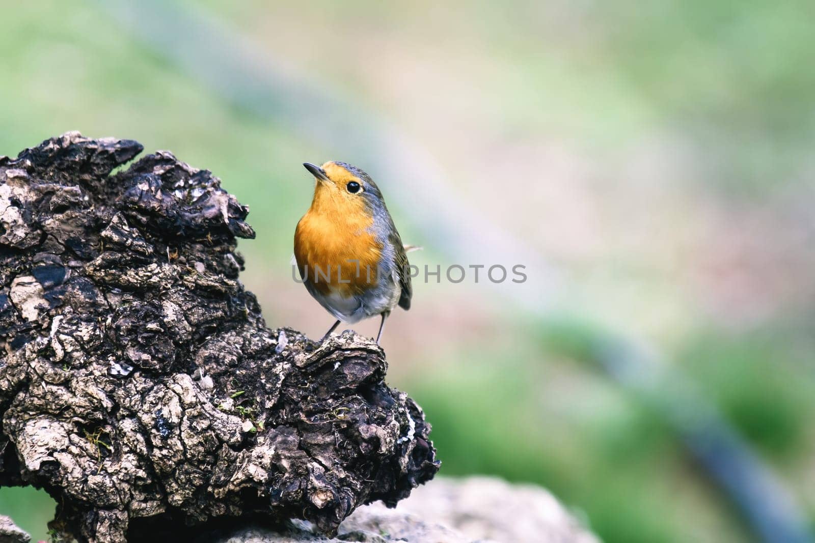 Red Robin (Erithacus rubecula) bird close up in the spring garden