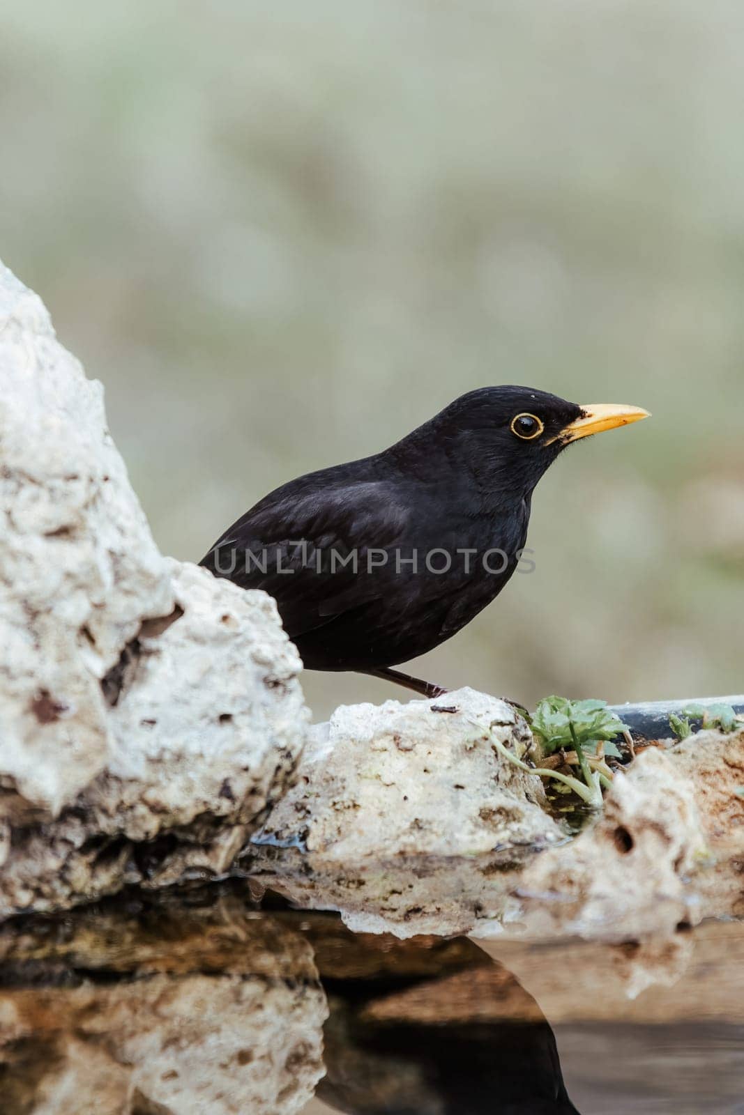 Close up portrait of male turdus merula