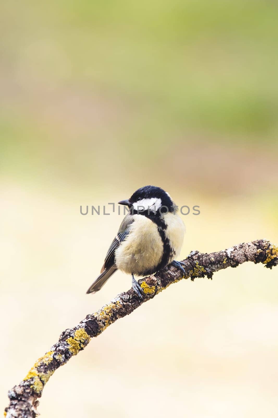 great tit (Parus major) in the autumn entourage. The great tit (Parus major) is a passerine bird in the tit family Paridae.