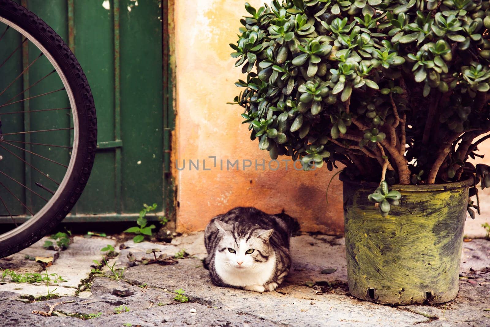 Procida, the island of cats.