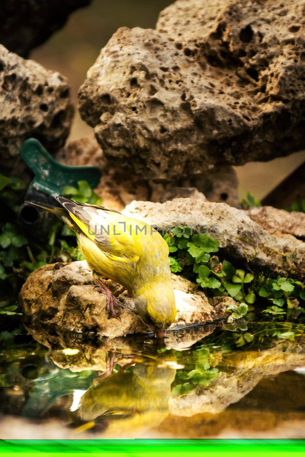European Greenfinch-The European Greenfinch, or just Greenfinch (Carduelis chloris), is a small passerine bird in the finch family Fringillidae.