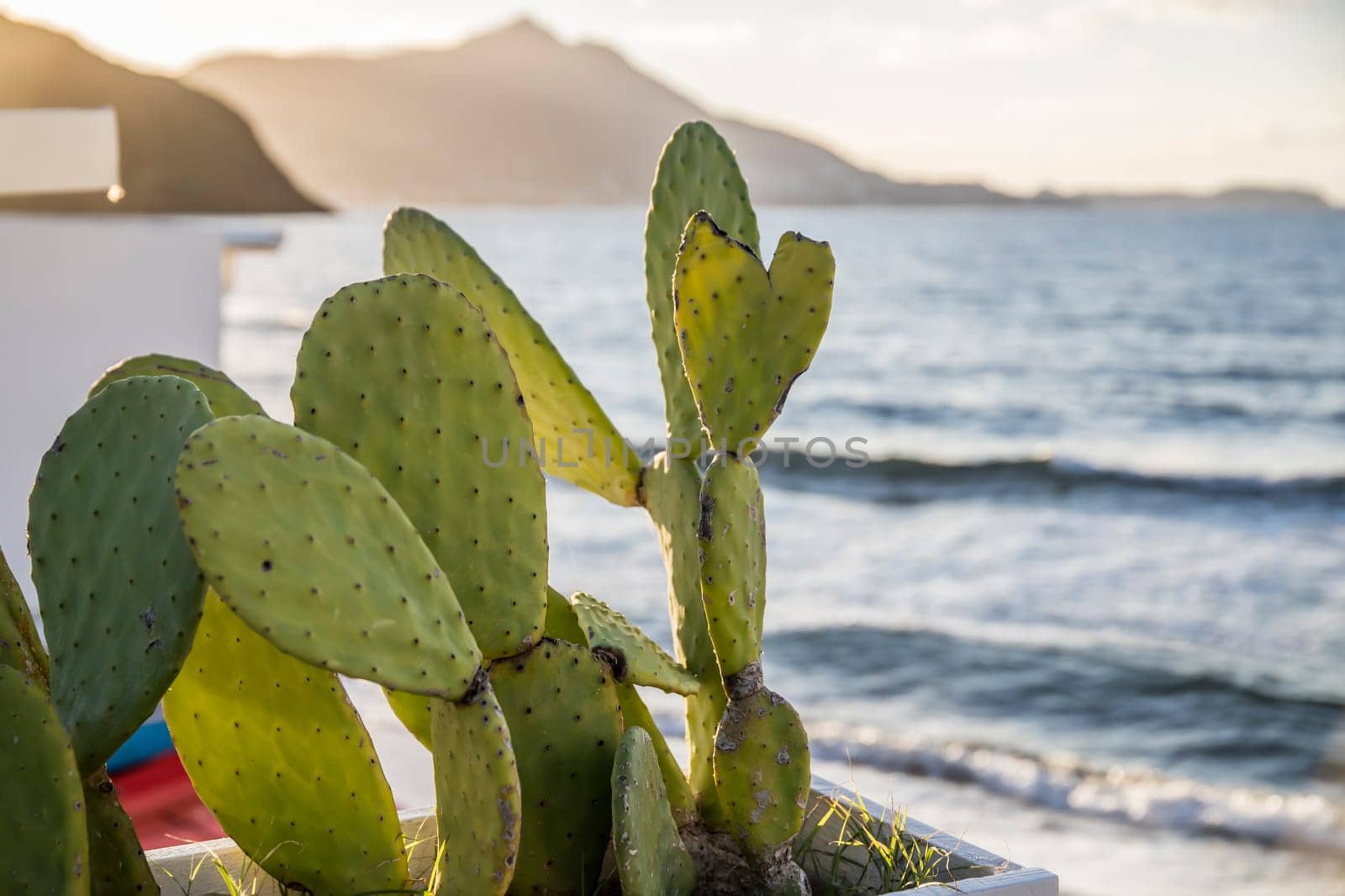 Green cactus and blue beach on the sunset.