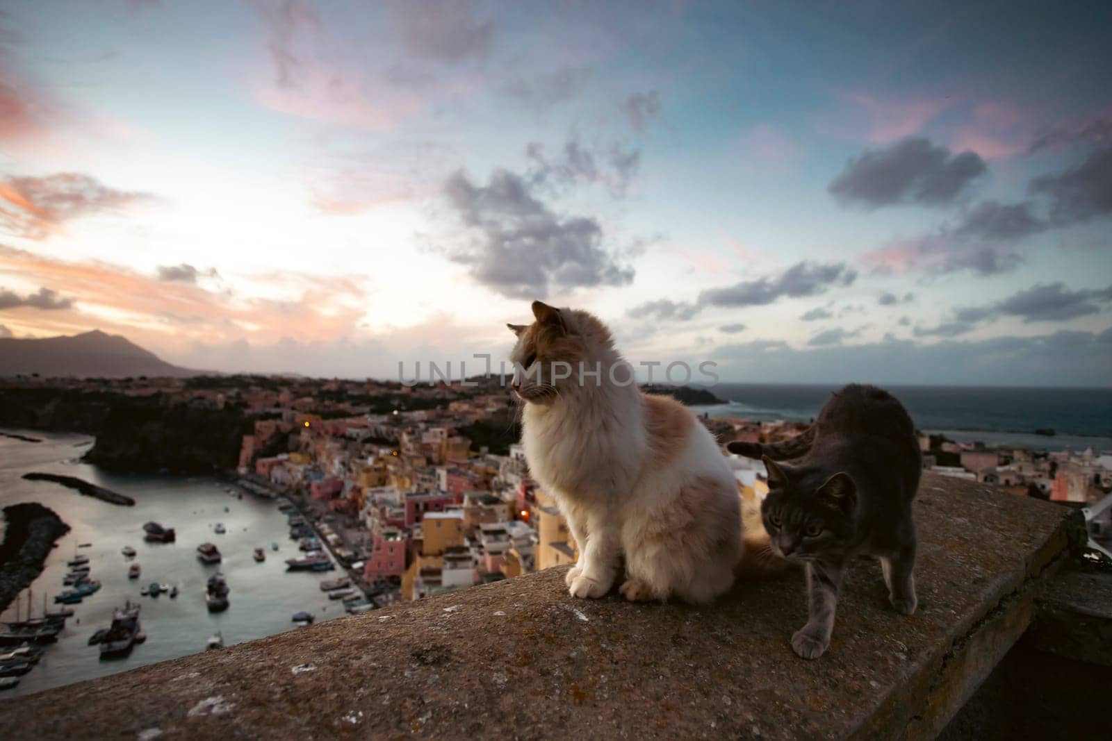 Procida, the island of cats.