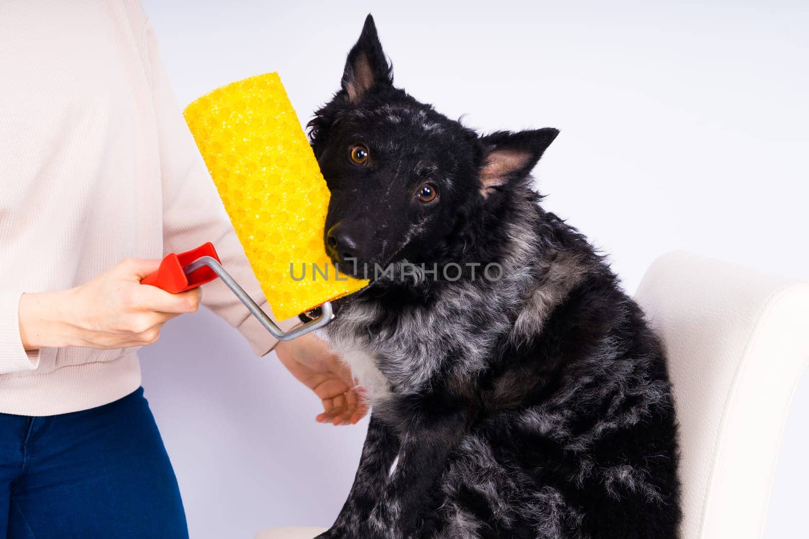 Man painting his dog doing renovation work in room. Good relationship between dog and his owner