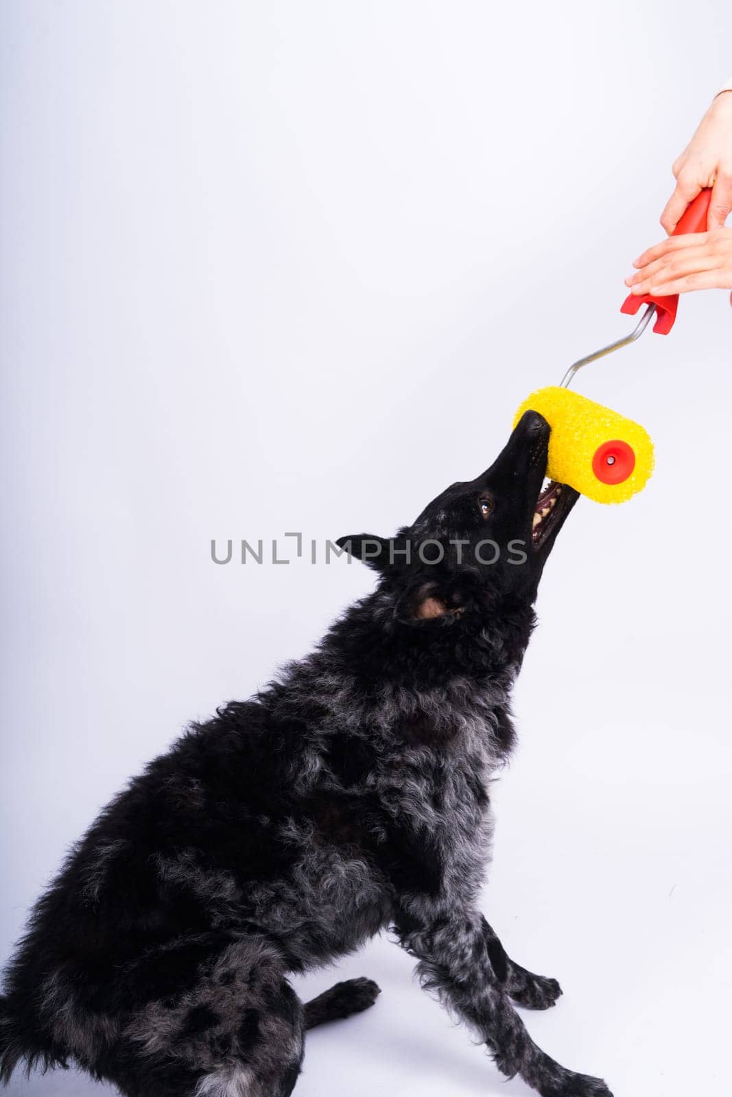 Man painting his dog doing renovation work in room. Good relationship between dog and his owner