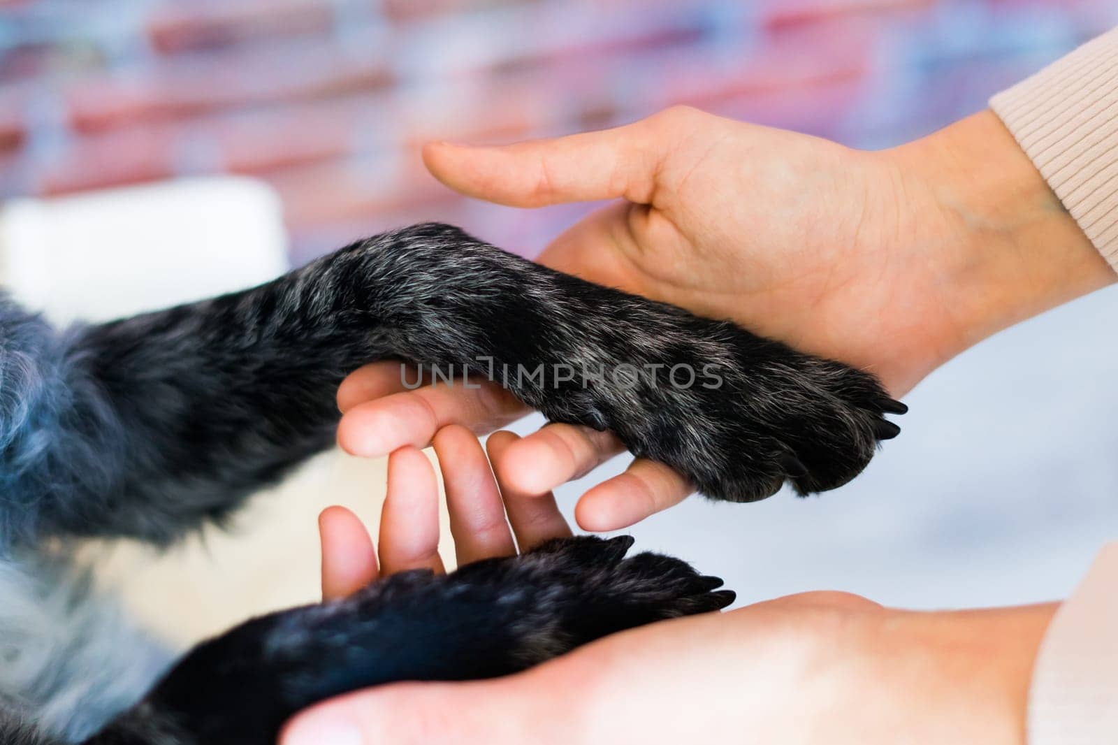 Man holds the dog's paw with love feeding mudi dog. On brick background