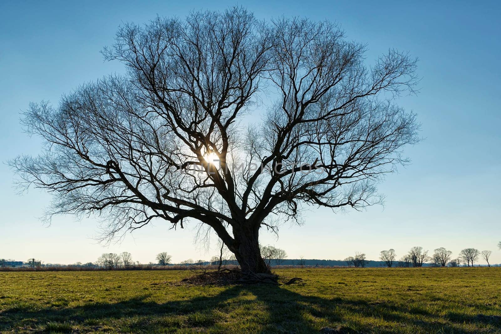 lonely tree on field in winter
