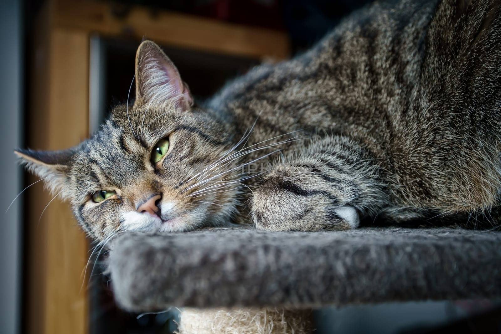 young tabby cat relaxing, european shorthair cat