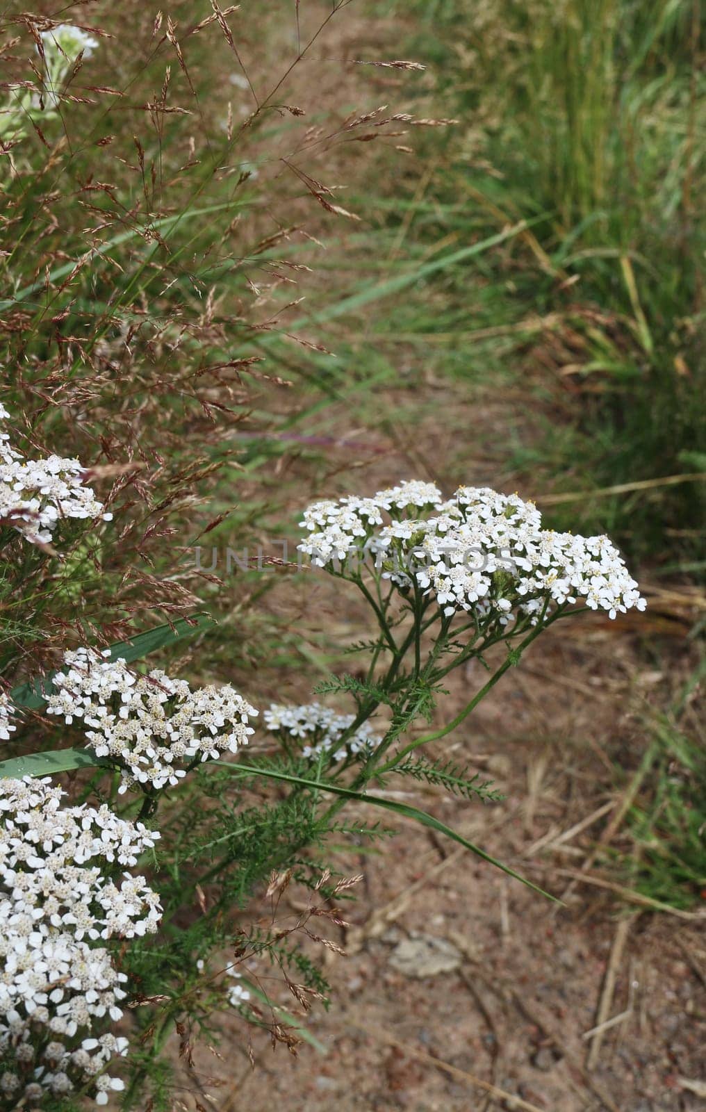 white flowers inflorescence yarrow medicinal plant