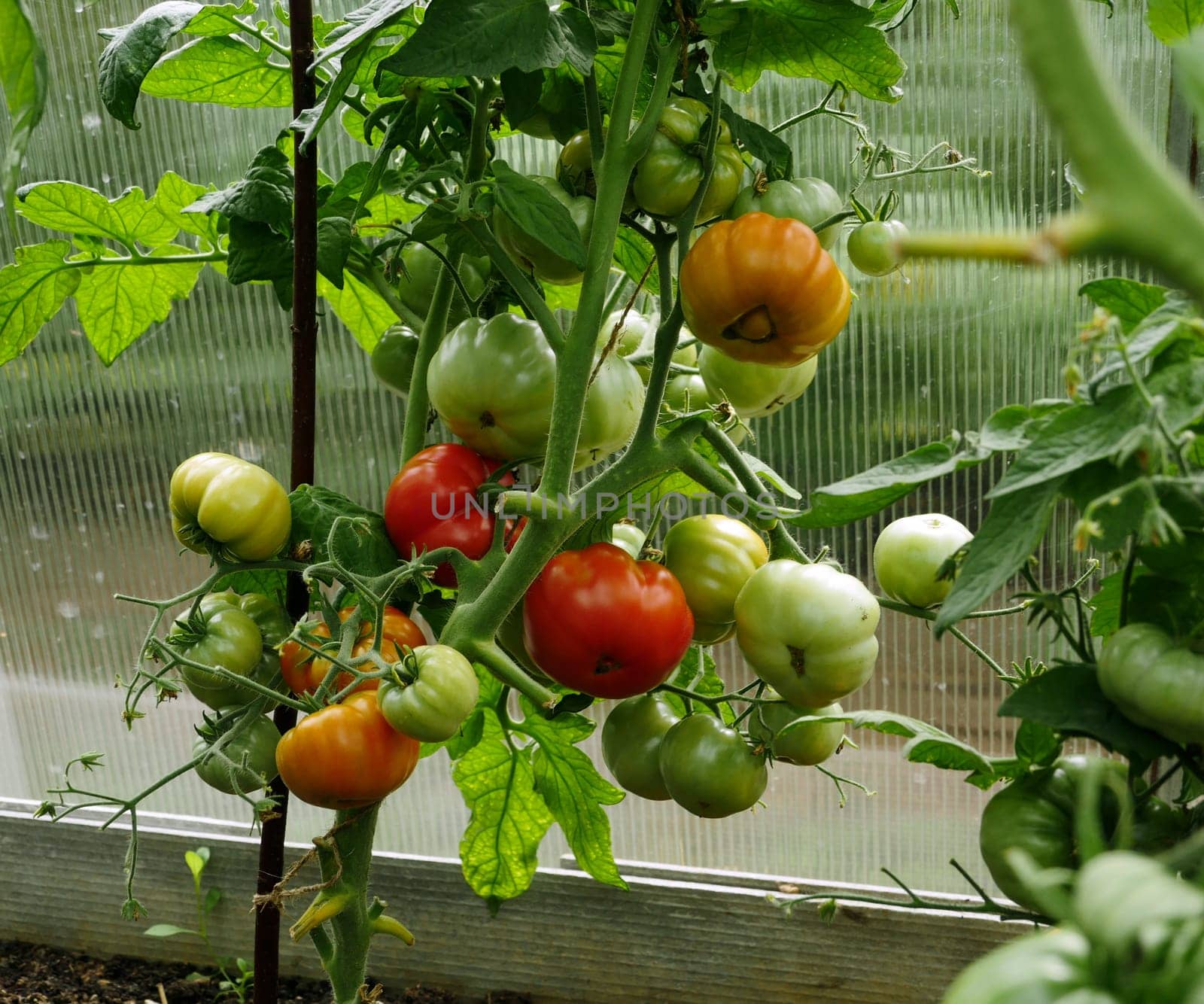 red tomatoes ripen on branches in a greenhouse