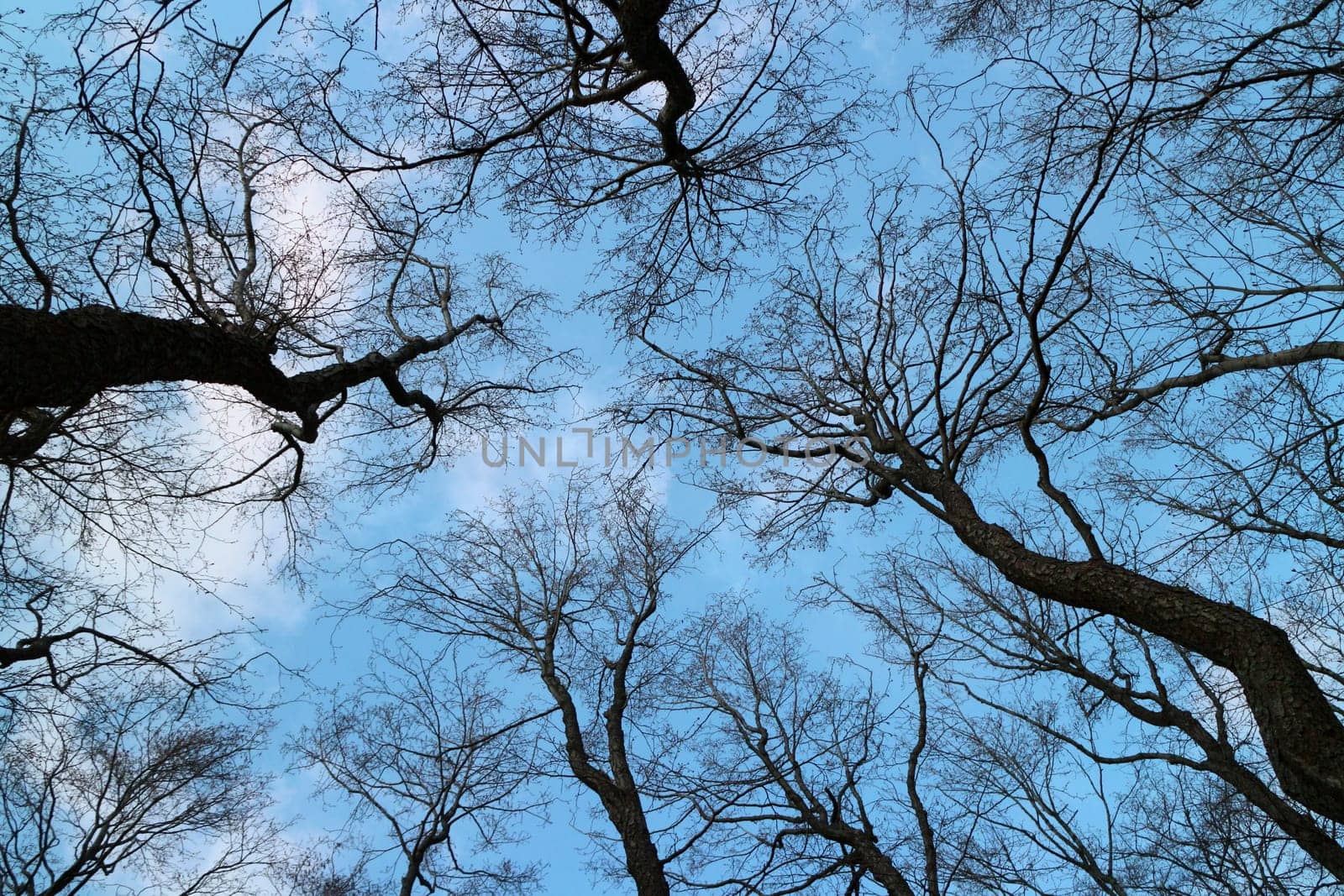 tall bare trees overhead in the blue sky