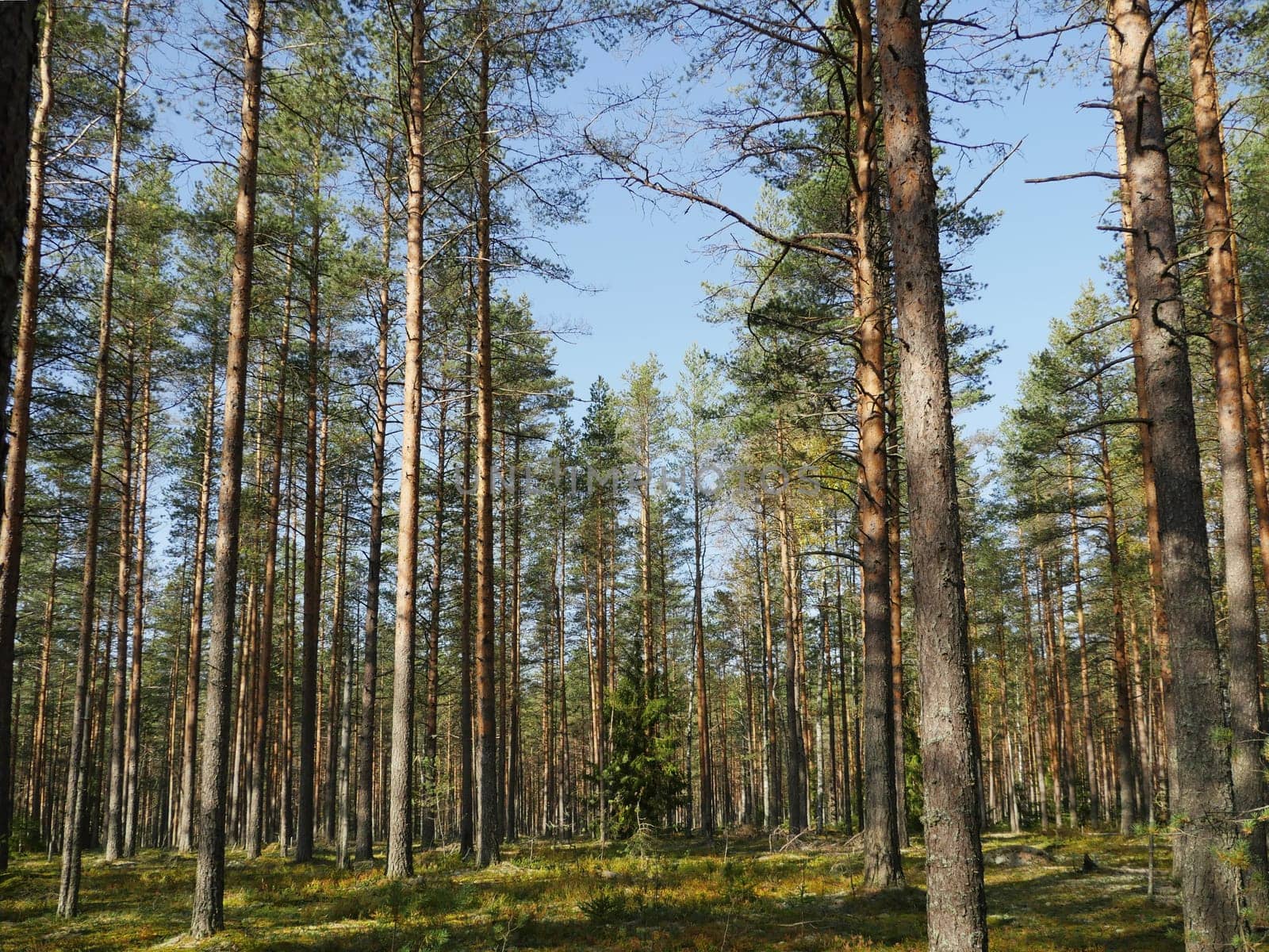 tall pine forest, sunny summer landscape