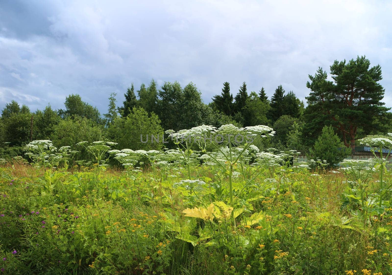 blooming hogweed giant umbrella plants grow on the edge of the forest, meadow