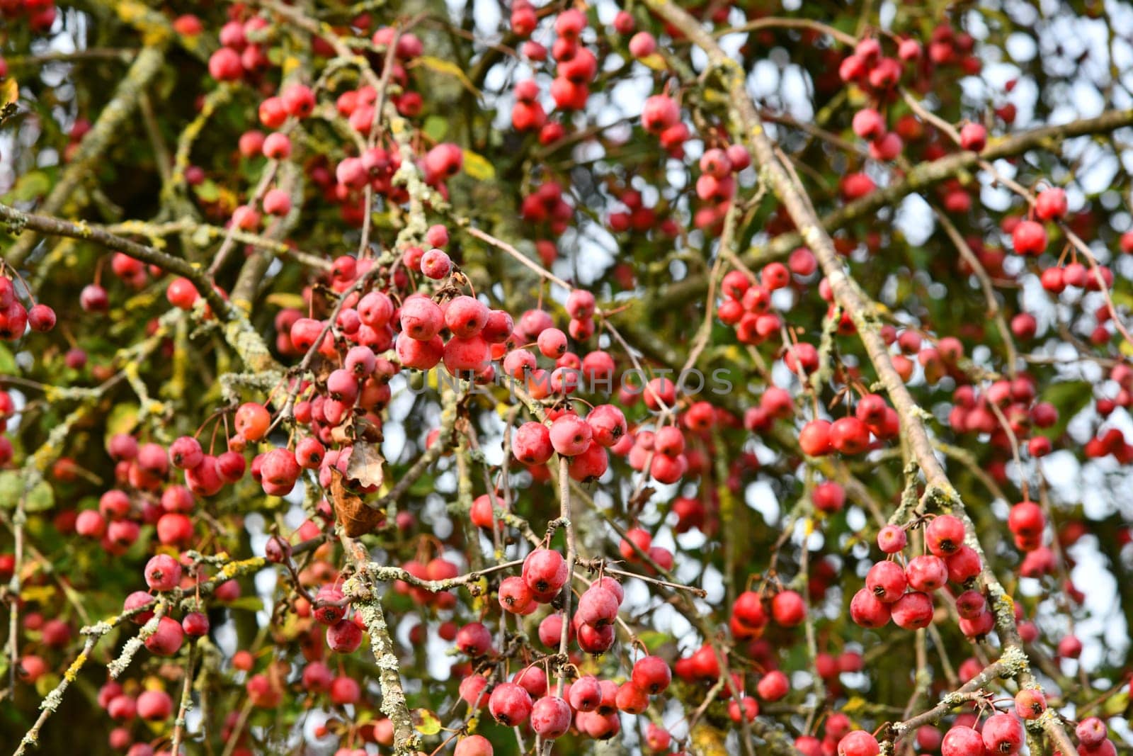 Cherry apple with red fruits - Malus baccata